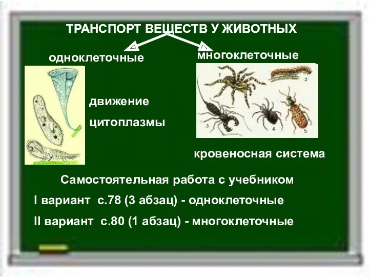 ТРАНСПОРТ ВЕЩЕСТВ У ЖИВОТНЫХ Самостоятельная работа с учебником одноклеточные многоклеточные