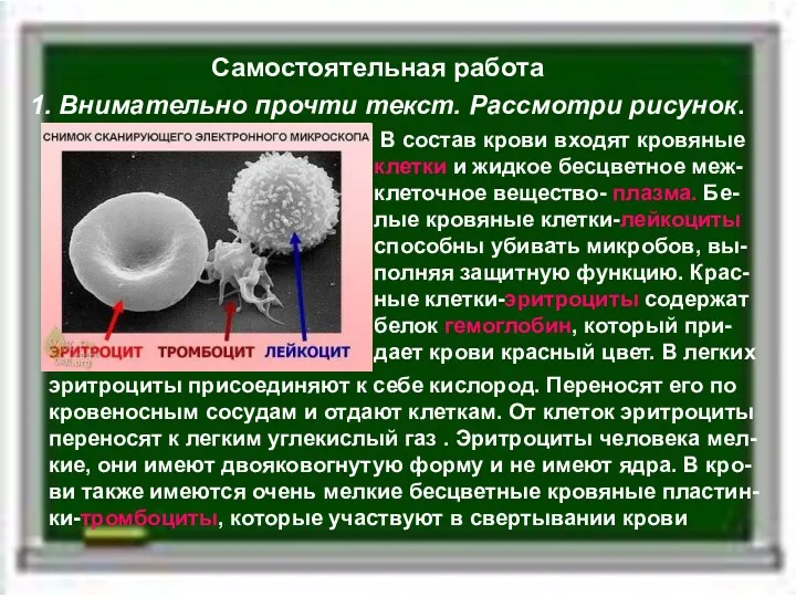 Самостоятельная работа 1. Внимательно прочти текст. Рассмотри рисунок. В состав