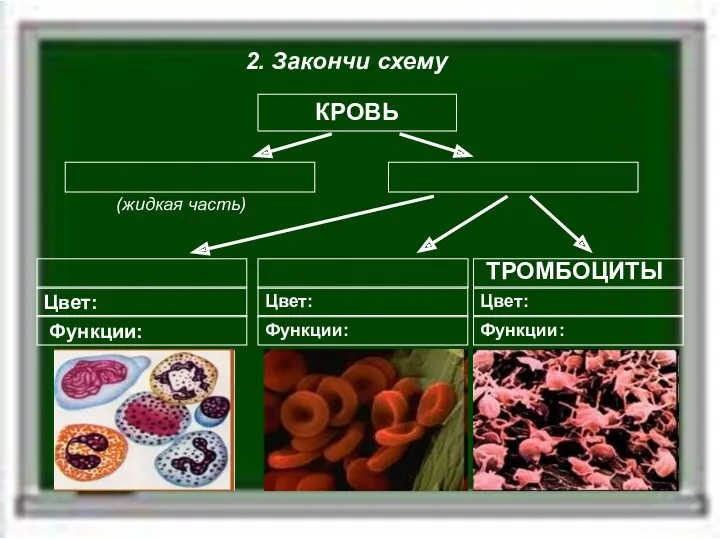 2. Закончи схему КРОВЬ (жидкая часть) ТРОМБОЦИТЫ Цвет: Цвет: Цвет: Функции: Функции: Функции: