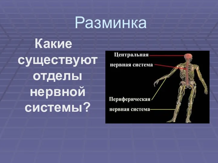 Разминка Какие существуют отделы нервной системы?