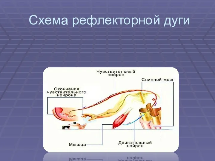 Схема рефлекторной дуги