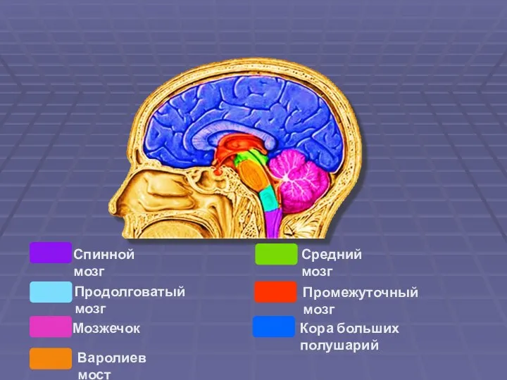 Кора больших полушарий Продолговатый мозг Средний мозг Промежуточный мозг Мозжечок