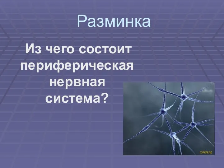 Разминка Из чего состоит периферическая нервная система?