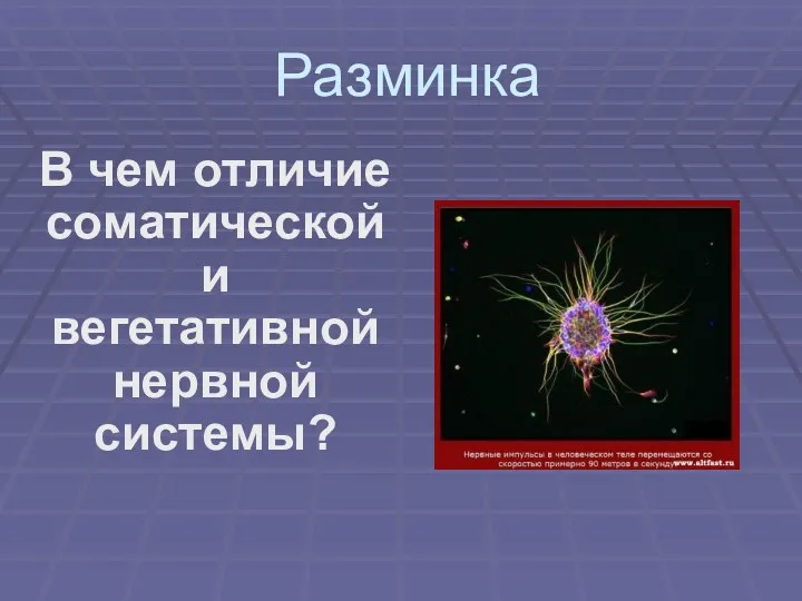 Разминка В чем отличие соматической и вегетативной нервной системы?