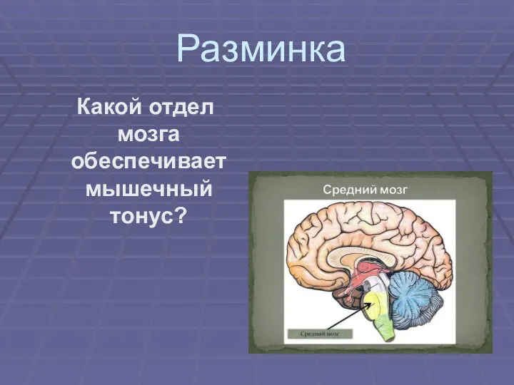 Разминка Какой отдел мозга обеспечивает мышечный тонус?