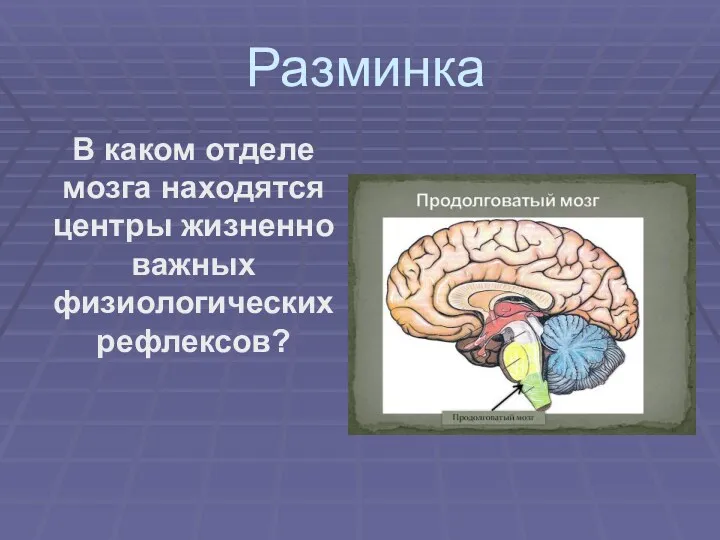 Разминка В каком отделе мозга находятся центры жизненно важных физиологических рефлексов?