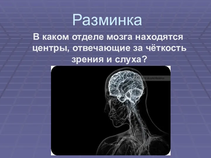 Разминка В каком отделе мозга находятся центры, отвечающие за чёткость зрения и слуха?