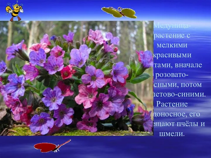 Медуница- растение с мелкими красивыми цветами, вначале розовато-красными, потом фиолетово-синими.
