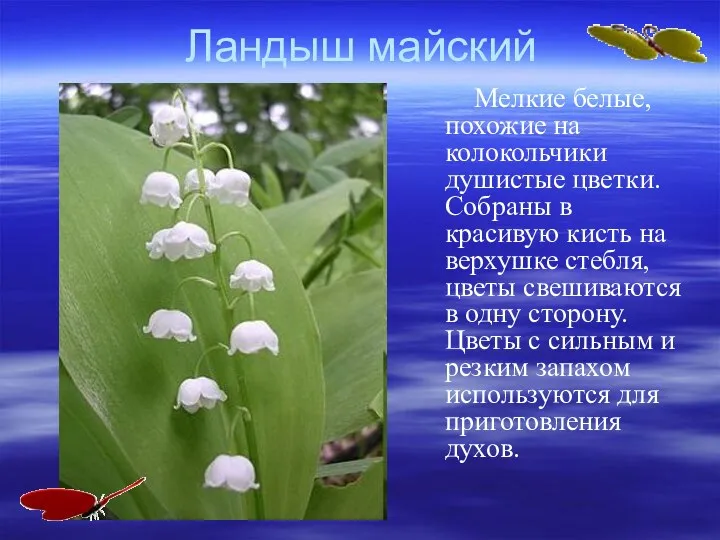 Ландыш майский Мелкие белые, похожие на колокольчики душистые цветки. Собраны в красивую кисть