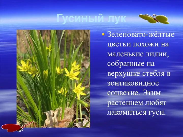 Гусиный лук Зеленовато-жёлтые цветки похожи на маленькие лилии, собранные на