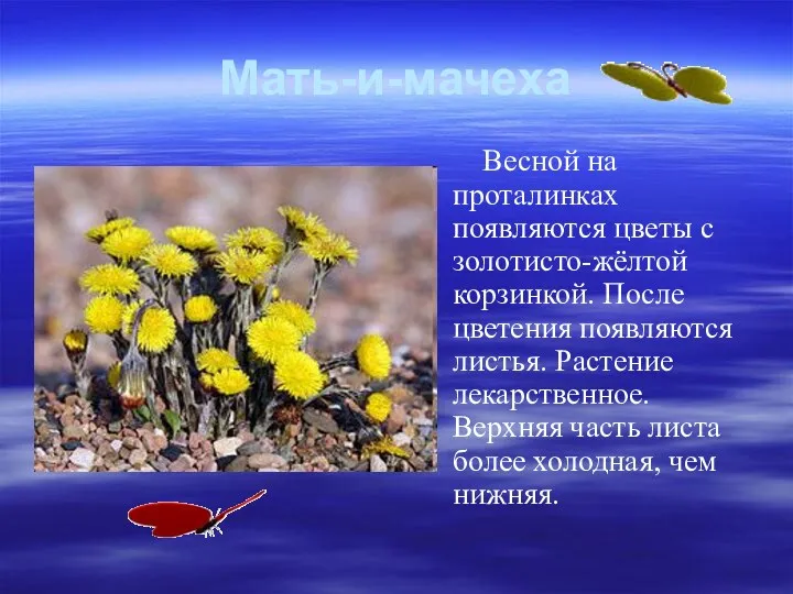 Мать-и-мачеха Весной на проталинках появляются цветы с золотисто-жёлтой корзинкой. После цветения появляются листья.