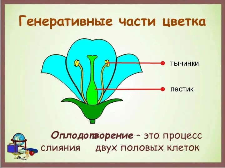 Генеративные части цветка Оплодотворение – это процесс слияния двух половых клеток