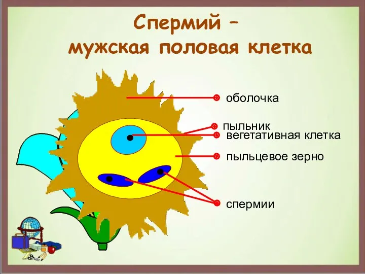 Спермий – мужская половая клетка