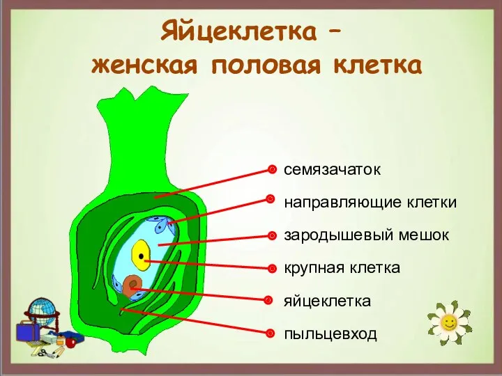 Яйцеклетка – женская половая клетка