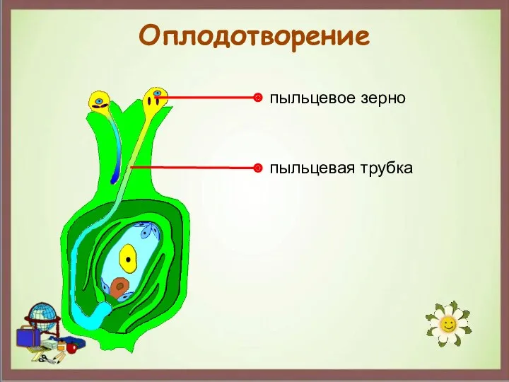 Оплодотворение