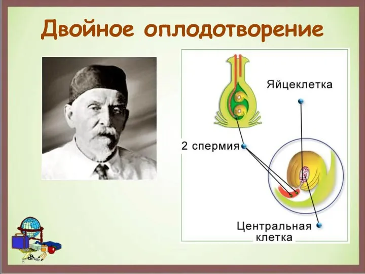 Двойное оплодотворение