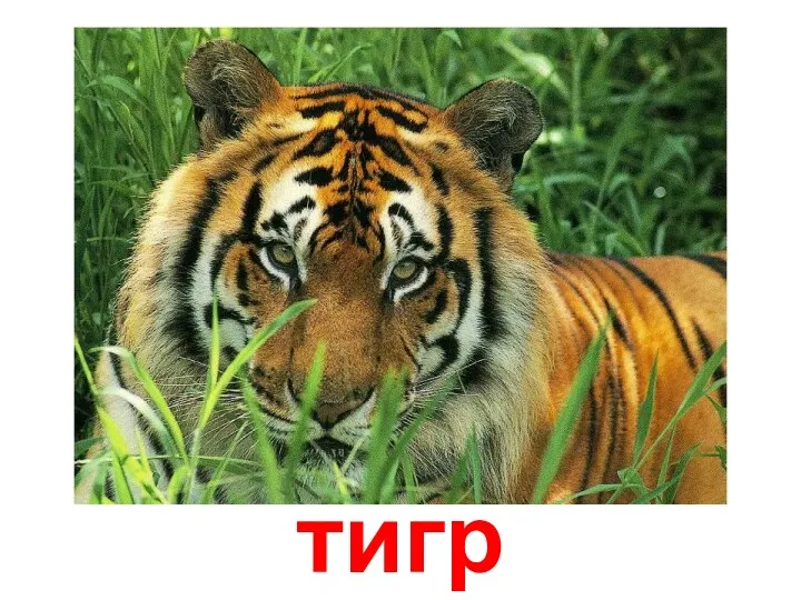 тигр