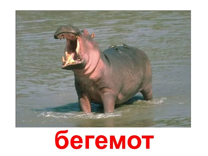 бегемот