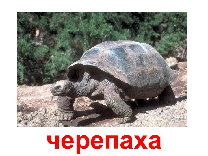 черепаха