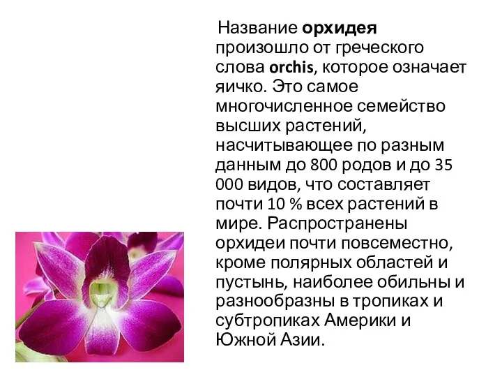 Название орхидея произошло от греческого слова orchis, которое означает яичко. Это самое многочисленное