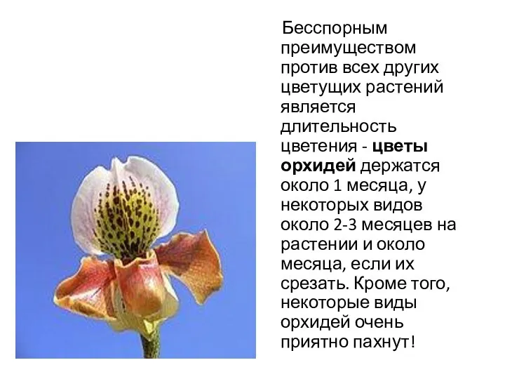 Бесспорным преимуществом против всех других цветущих растений является длительность цветения - цветы орхидей