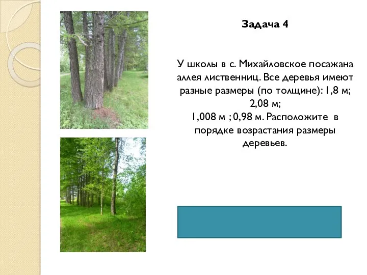 Задача 4 У школы в с. Михайловское посажана аллея лиственниц. Все деревья имеют