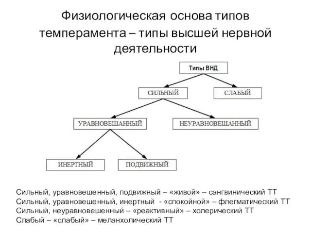 Физиологическая основа типов темперамента – типы высшей нервной деятельности Сильный,