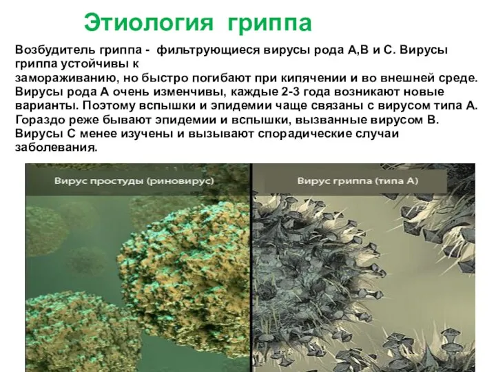 Этиология гриппа Возбудитель гриппа - фильтрующиеся вирусы рода А,В и