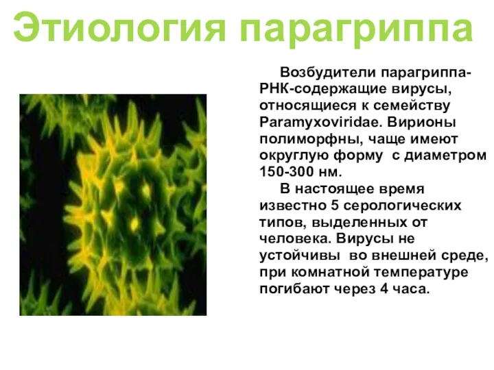 Этиология парагриппа Возбудители парагриппа- РНК-содержащие вирусы, относящиеся к семейству Paramyxoviridae.