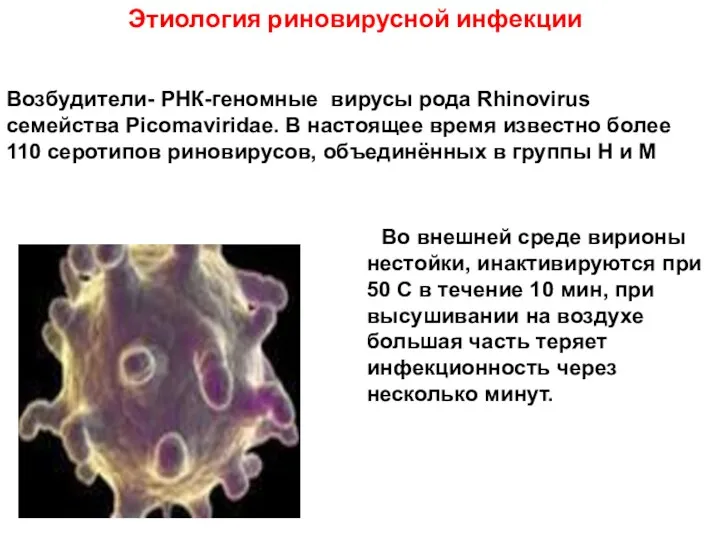 Этиология риновирусной инфекции Возбудители- РНК-геномные вирусы рода Rhinovirus семейства Picomaviridae.