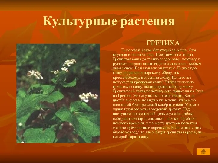 Культурные растения ГРЕЧИХА Гречневая каша- богатырская каша. Она вкусная и