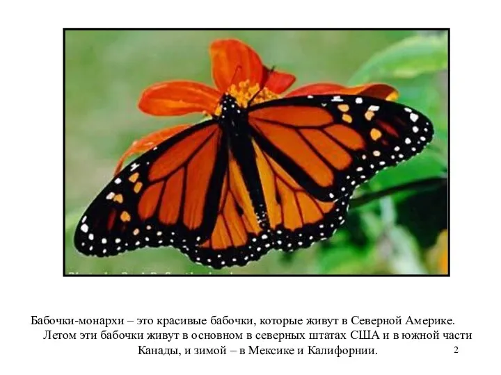 Бабочки-монархи – это красивые бабочки, которые живут в Северной Америке. Летом эти бабочки