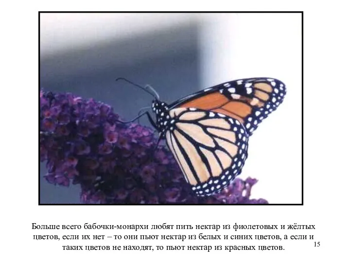 Больше всего бабочки-монархи любят пить нектар из фиолетовых и жёлтых цветов, если их