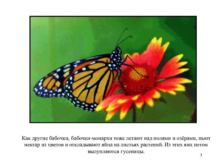 Как другие бабочки, бабочки-монархи тоже летают над полями и озёрами, пьют нектар из