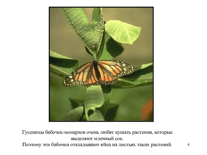 Гусеницы бабочек-монархов очень любят кушать растения, которые выделяют млечный сок. Поэтому эти бабочки
