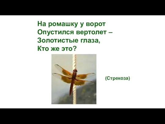 На ромашку у ворот Опустился вертолет – Золотистые глаза, Кто же это?