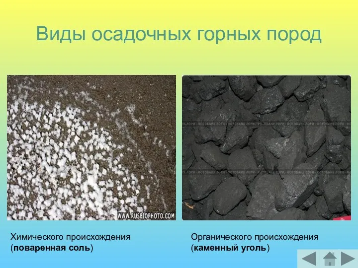 Виды осадочных горных пород Химического происхождения (поваренная соль) Органического происхождения (каменный уголь)