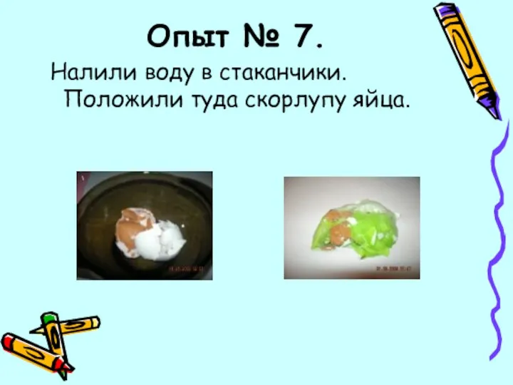 Опыт № 7. Налили воду в стаканчики. Положили туда скорлупу яйца.