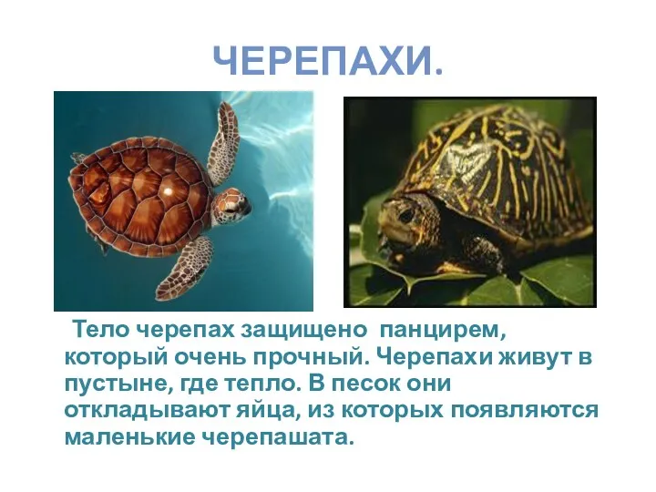 Черепахи. Тело черепах защищено панцирем, который очень прочный. Черепахи живут