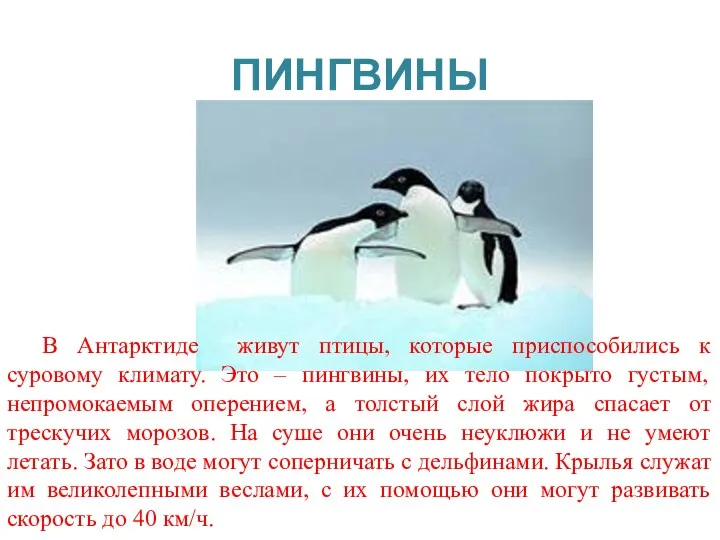 пингвины В Антарктиде живут птицы, которые приспособились к суровому климату.