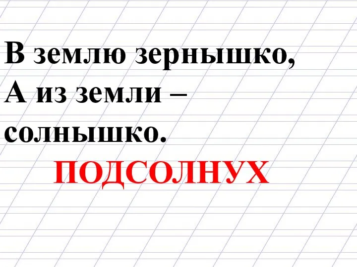 В землю зернышко, А из земли – солнышко. ПОДСОЛНУХ