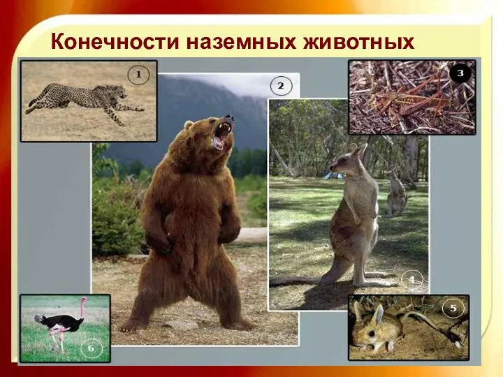 http://aida.ucoz.ru Конечности наземных животных