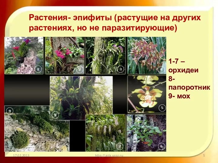 http://aida.ucoz.ru Растения- эпифиты (растущие на других растениях, но не паразитирующие) 1-7 –орхидеи 8-папоротник 9- мох