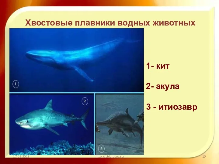 http://aida.ucoz.ru Хвостовые плавники водных животных 1- кит 2- акула 3 - итиозавр