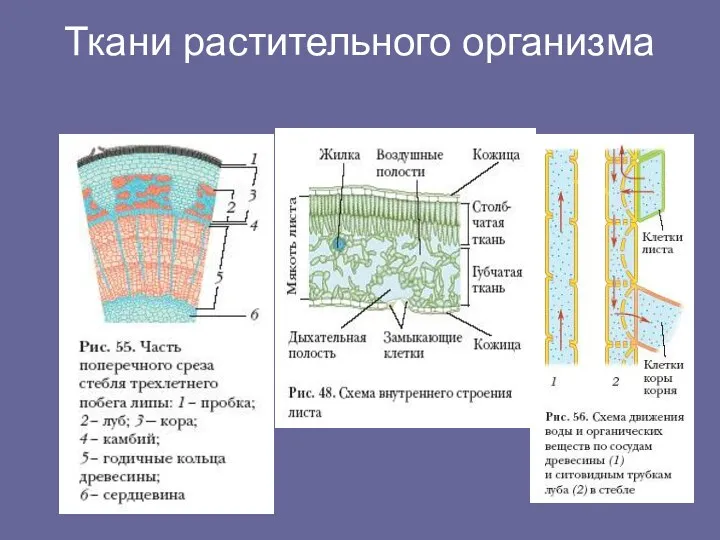 Ткани растительного организма