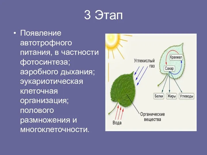 3 Этап Появление автотрофного питания, в частности фотосинтеза; аэробного дыхания; эукариотическая клеточная организация;