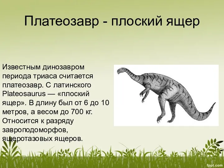 Платеозавр - плоский ящер Известным динозавром периода триаса считается платеозавр. С латинского Plateosaurus
