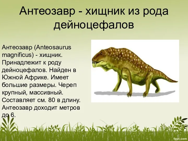 Антеозавр - хищник из рода дейноцефалов Антеозавр (Anteosaurus magnificus) - хищник. Принадлежит к