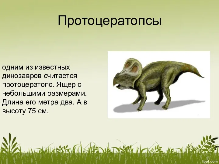 Протоцератопсы одним из известных динозавров считается протоцератопс. Ящер с небольшими размерами. Длина его