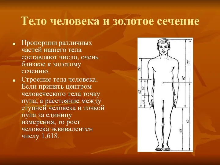 Тело человека и золотое сечение Пропорции различных частей нашего тела составляют число, очень